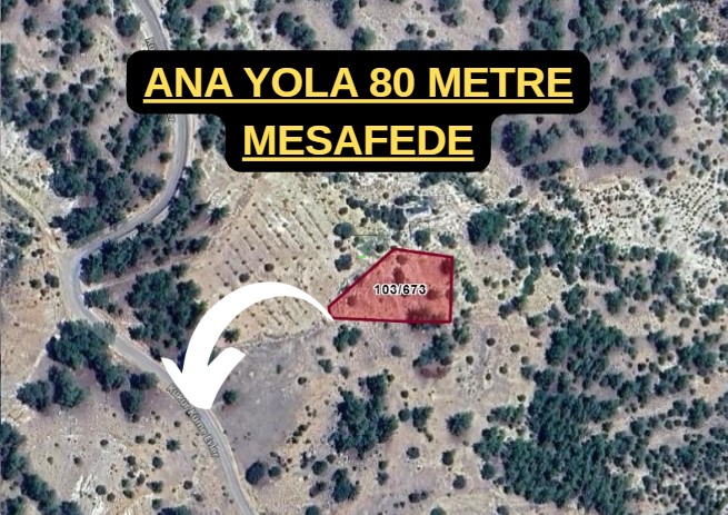 Fotoğraf
